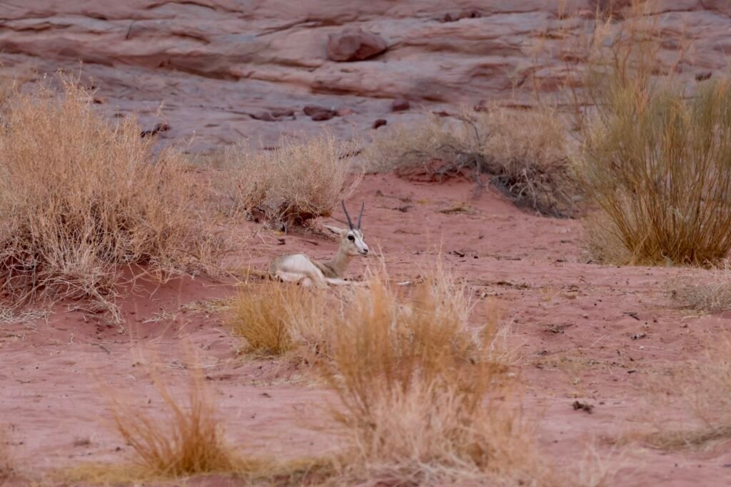 saoedi arabië 2025 11 05 (166)